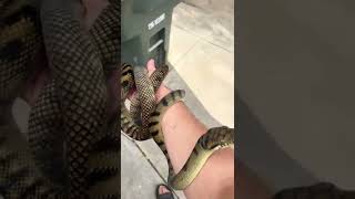 Beautiful Barneck Scrub python who came in pretty banged up earlier this year is doing great now.