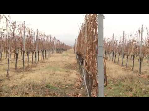 ჯიღაურას სანერგე მეურნეობაში 11 აფხაზური ჯიშის ვაზის ნერგია დაცული