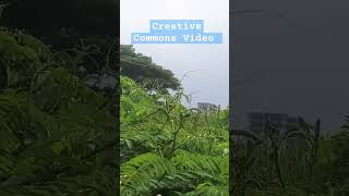 Creative Commons Video shorts