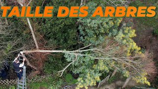 UNE ASTUCE POUR COUPER LES BRANCHES CASSÉS - Que Faire Dans Mon Jardin ?