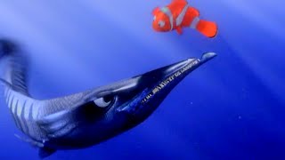 FINDING NEMO - LEAVE US! | BARRACUDA ATTACKS MARLIN! | ATTACK SCENE! | SPONSORED BY GAMMAVISION