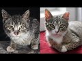Rescuing a Street Kitten with FIP