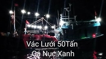 Nghề Thu Mua Phú yên ll Trúng Đậm Cá Nục Xanh - Trai Biển Xứ Nẫu
