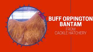 Buff Orpington Bantam Chicken Breed (Breeder Flock) | Cackle Hatchery Buff Orpington Bantam Chicken Breed