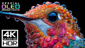 BEST OLED TEST in 4K Video ULTRA HD 120 FPS🌿4K HDR Dolby Vision