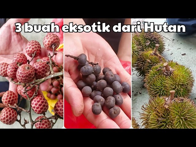 Buah-buahan eksotik dari Hutan. class=