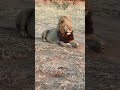 Roaring Male Roaring Male