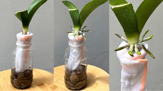 If You Do This Strange Thing You Won't Worry About Recovering Any Rootless Orchid
