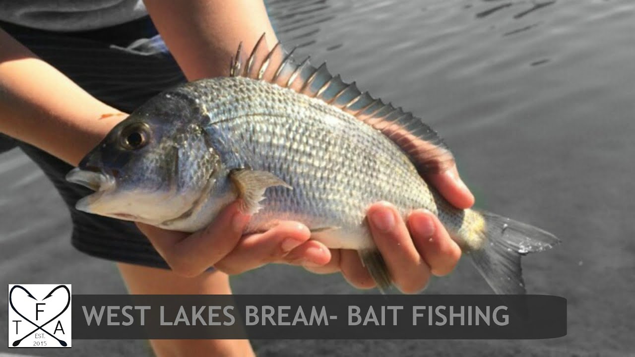 West Lakes Bream Bait Fishing South Australia YouTube