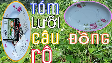 Những Cách Tóm Lưỡu Câu Cá Rô Đồng Bạn Cần Biết | Kinh Nghiệm Câu Cá Rô Đồng | Phao Bắp Câu Cá