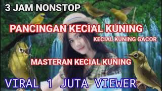 Pancingan Kecial Kuning Ngejos | 3 Jam Nonstop | Masteran Kecial Kuning  | Kecial Kuning Gacor |