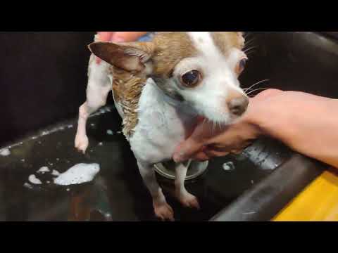Video: Jsou Chihuahuas Heavy Shedders?