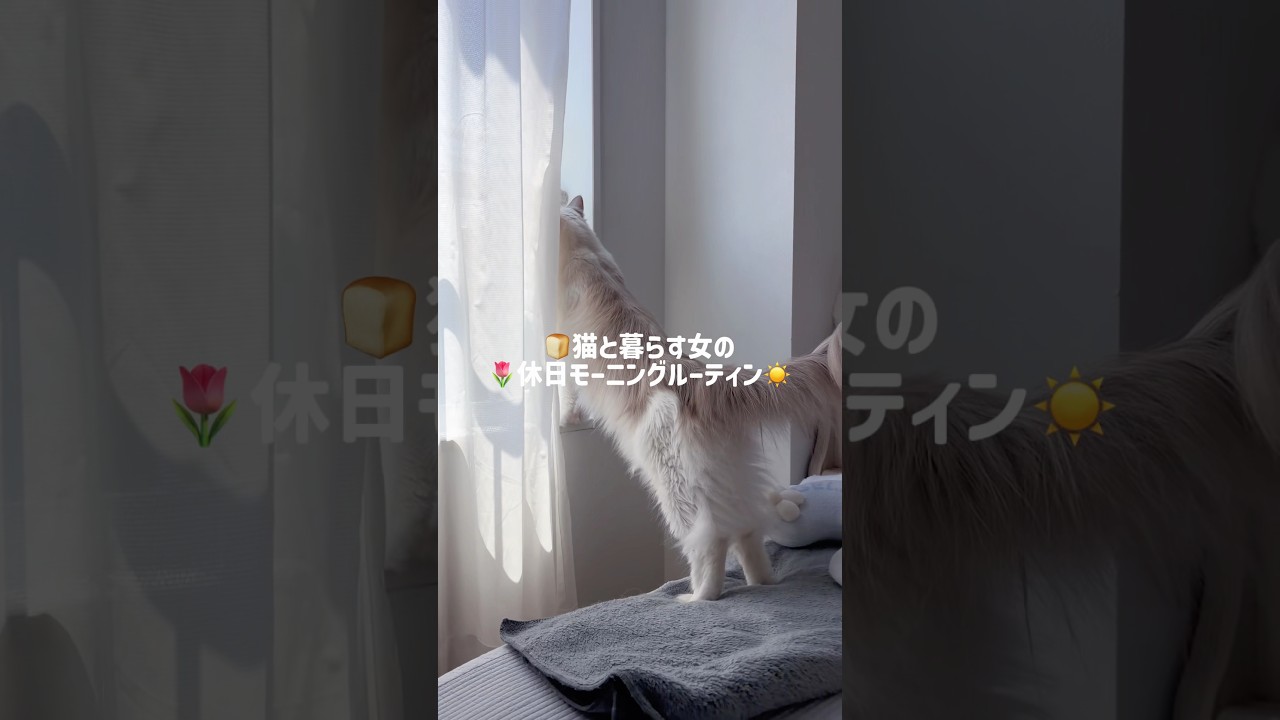 🍞猫と暮らす女の🌷休日モーニングルーティン☀️