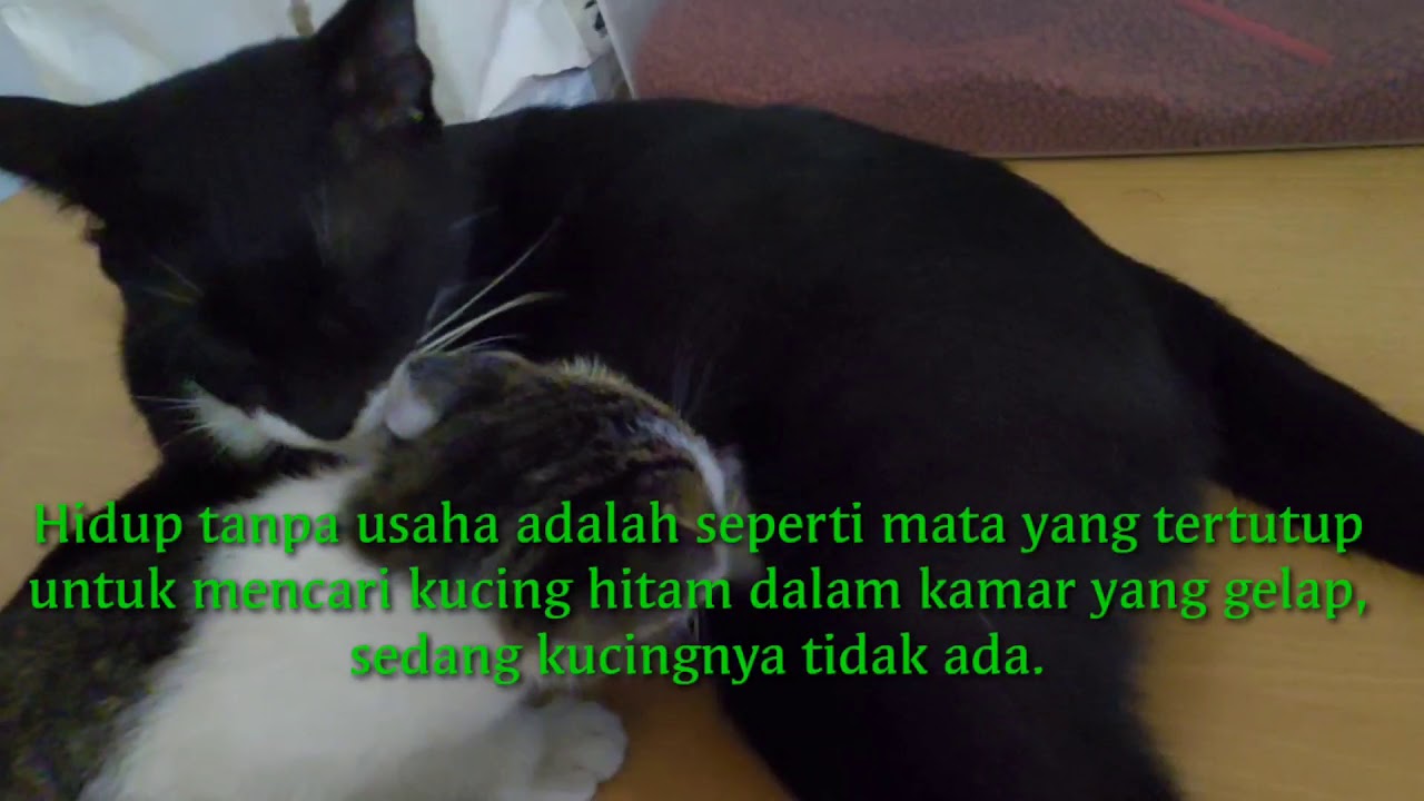 Kata Kata Mutiara Tentang Kucing Youtube