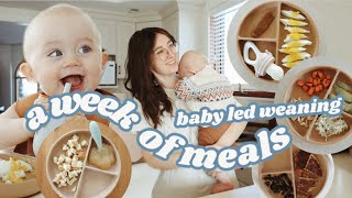 What My 8 Month Old Eats In A Week // BABY LED WEANING tips, tricks, & recipes!!!