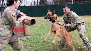 MWDs Training At Miesau Army Depot