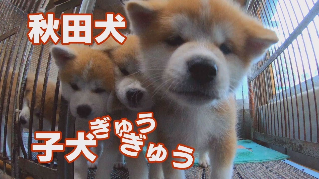 秋田犬の子犬がぎゅうぎゅう Youtube