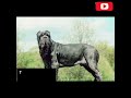 top 10 strongest dog #breeds #strongest #doglover #shorts #video #pubby#lovesong#dogsofinstagram#🐕