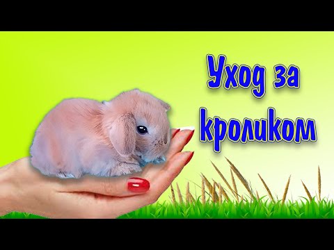 Как ухаживать за декоративным кроликом