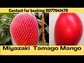 Miyazaki Mango plant in India l Tamago mango @Habib Farming Japan mango 2.75 lakh mango fruit