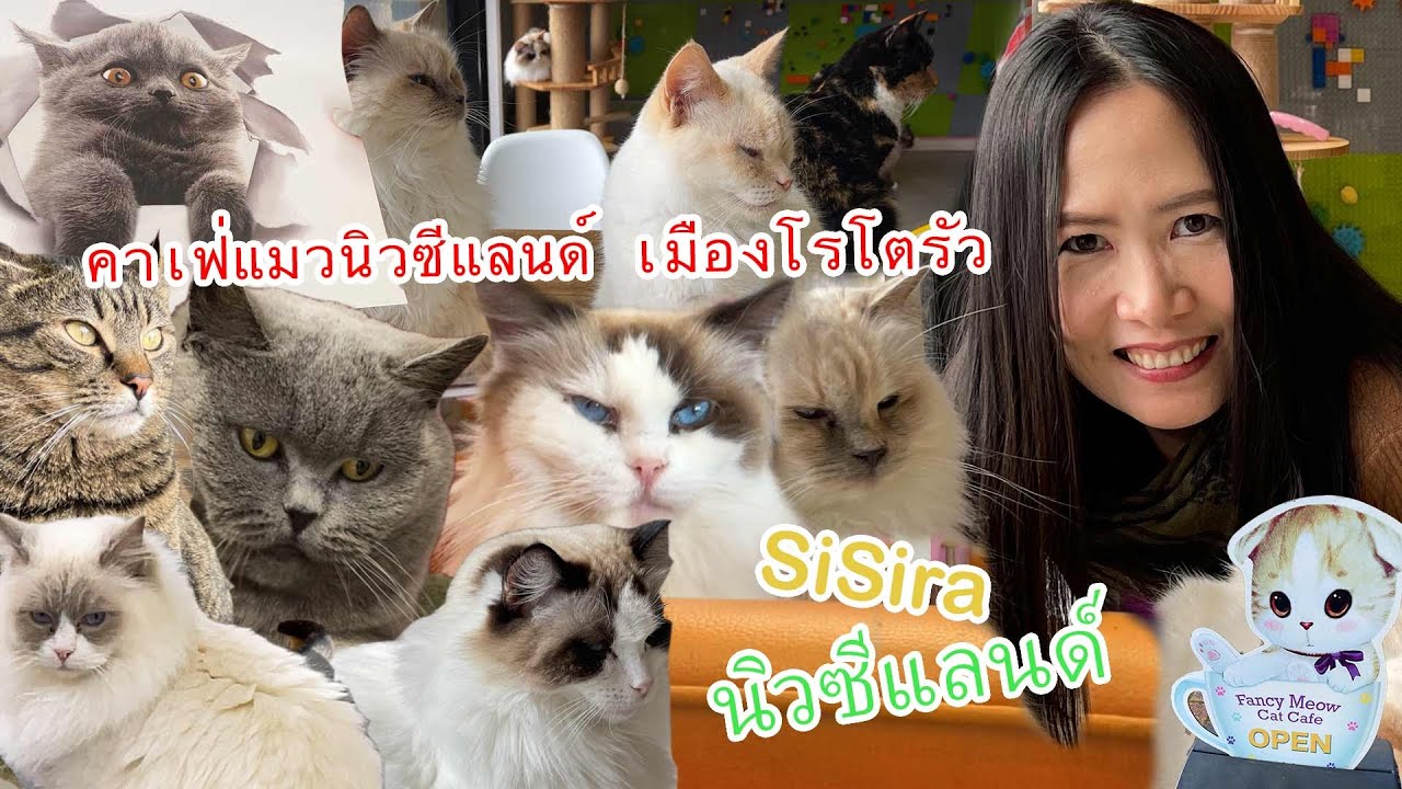 Accountant ไทยในนิวซีแลนด์/คาเฟ่แมวนิวซีแลนด์ แมวฝรั่งจะเหมือนแมวไทยไหม Cat Cafe Rotorua New Zealand