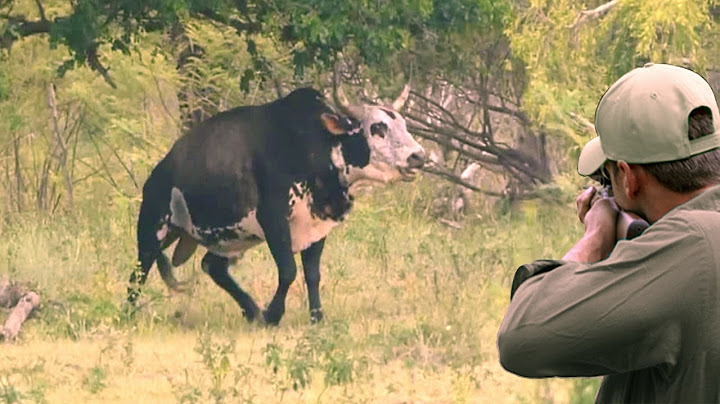 Perjalanan baru berburu sapi dan sapi betina