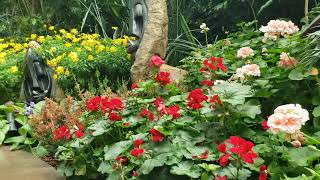 Soft Apricot and Red Pelargonium Combo, South African Garden, Flower Dome, Singapore, March 2024 screenshot 5