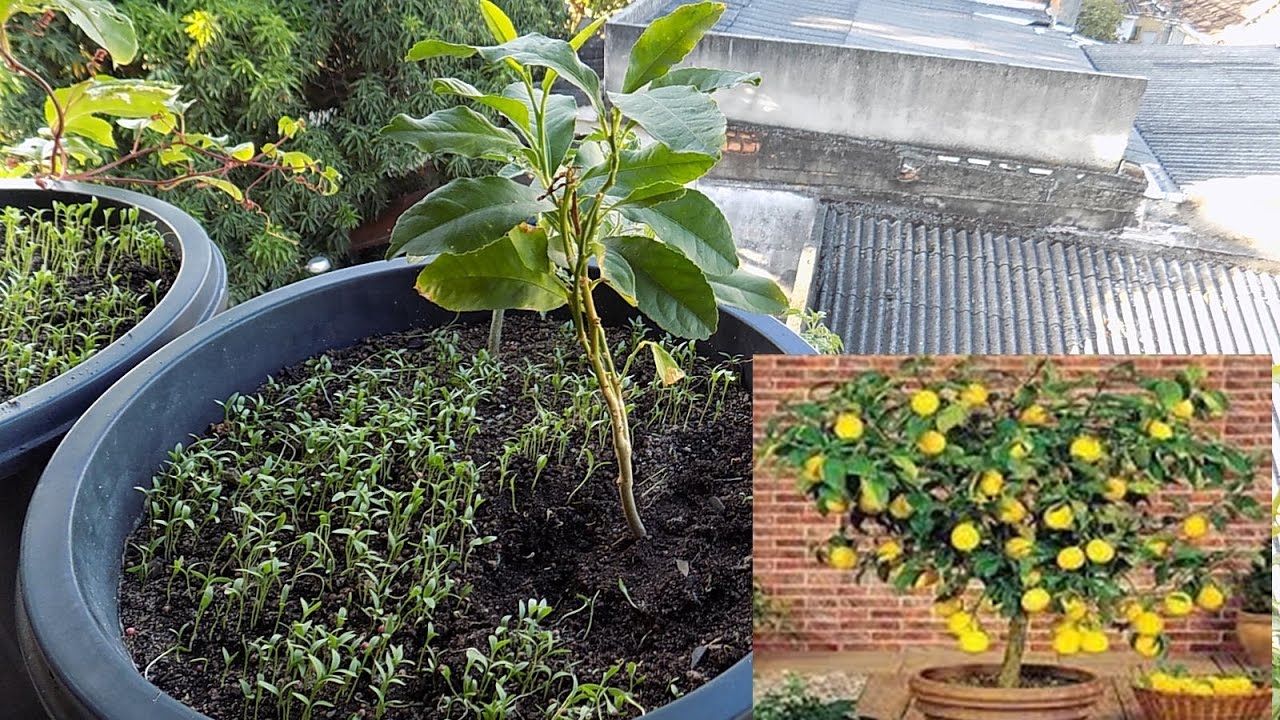 Como Plantar Limão em Vaso - thptnganamst.edu.vn