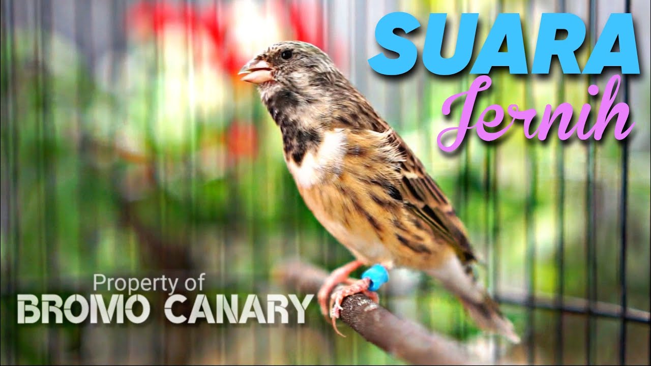 BLACKTHROAT GACOR SUARA JERNIH UNTUK MASTERAN KENARI #02