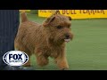 Winston the Norfolk Terrier wins the Terrier Group | WESTMINSTER DOG SHOW (2018) | FOX SPORTS