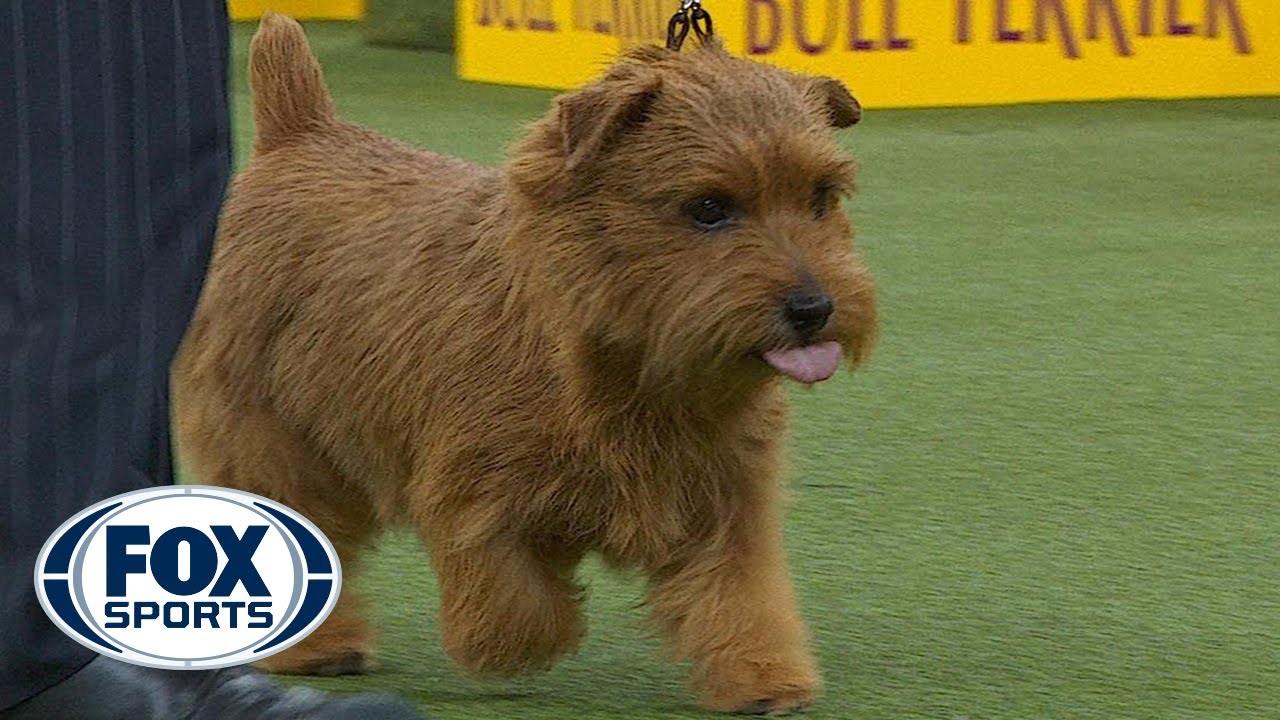 Winston The Norfolk Terrier Wins The Terrier Group Westminster Dog Show 18 Fox Sports Youtube