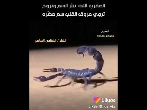العقرب الي تنثر السم وتروح مثل الرفيق