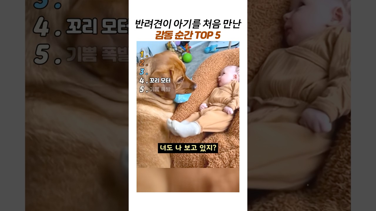 반려견이 아기를 처음만난 감동순간top5#감동동물#리트리버 #감동영상