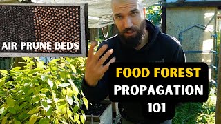 SAVE MONEY on your Food Forest: Make NURSERY (Air Prune Beds + Propagation) 2023