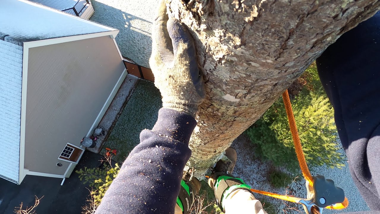 Climbing pine tree YouTube