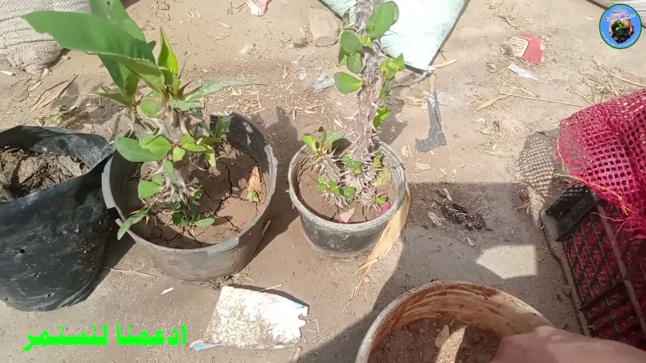 عملية إنقاذ 🌳 | نقل أشجار الزينة من أصيص صغير إلى كبير بدون ضرر 🌿💚