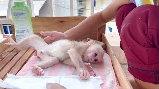 Obedient Baby monkey Miker waiting mom Apply powder and put diaper