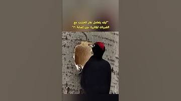 #القرآن_الكريم #الشيخ #القارئ_ريان_المحيسني #سورة_النمل #أجمل_تلاوة #تلاوة_مميزة #جمعة_مباركة