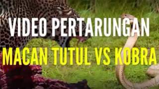 MACAN TUTUL VS KING COBRA