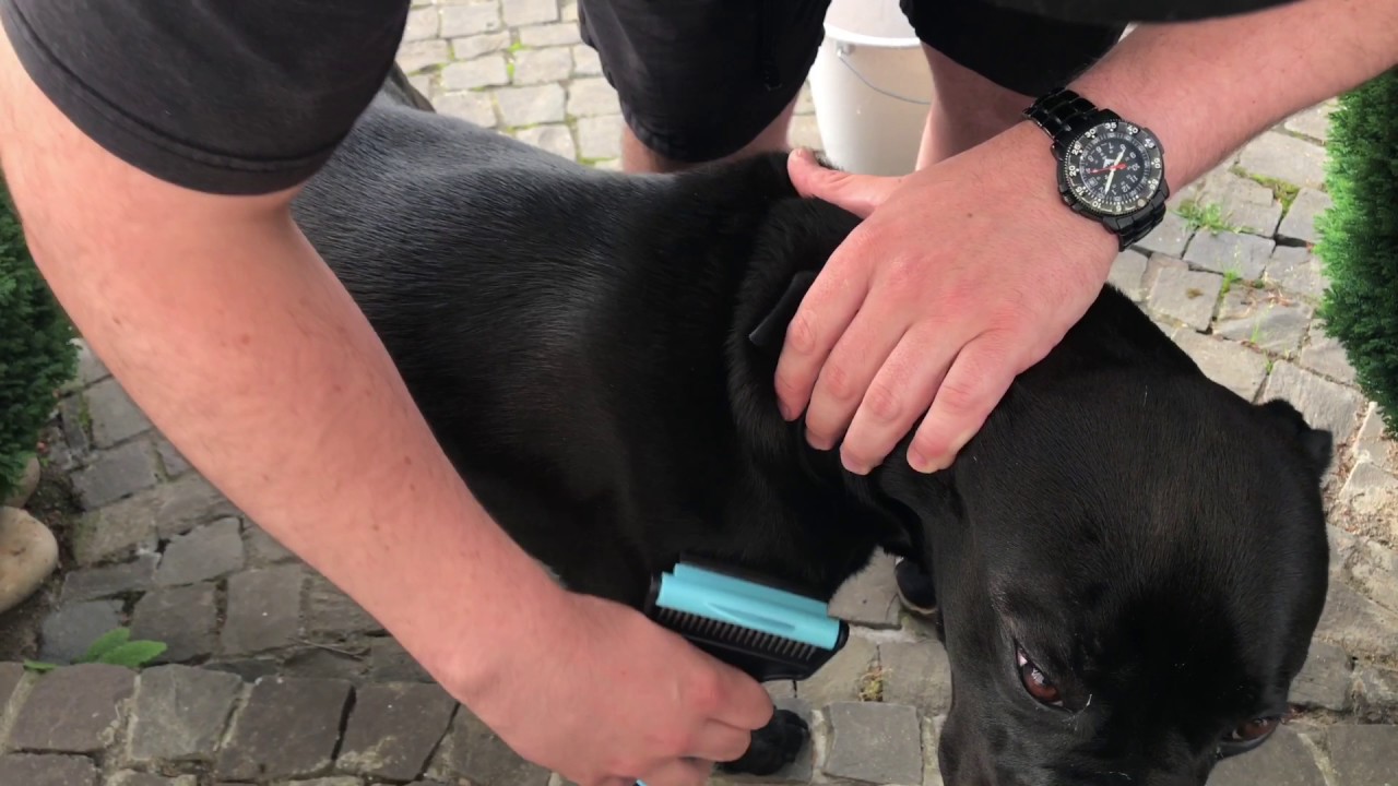 hunde fellpflege