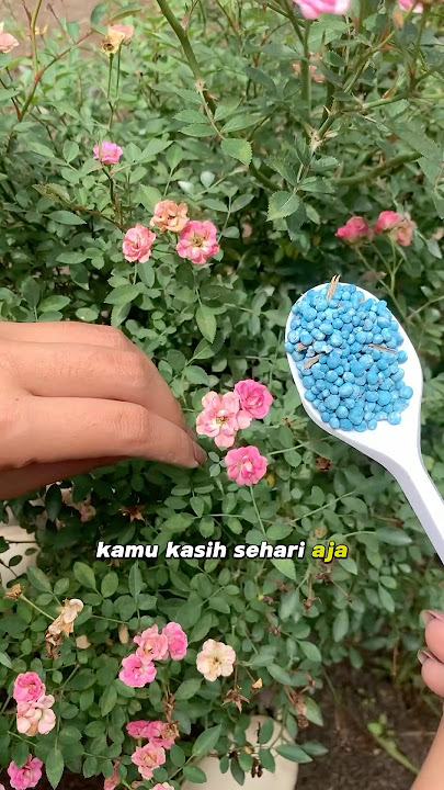Pupuk yang tepat buat bunga mawar #tips #rose #flowers #bunga #mawar #ketanpedia #pupuk #perawatan