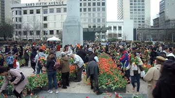 American Tulip Day - 100,000 Tulip for Everyone! IDOLCAM GImbal Vlogging Camera