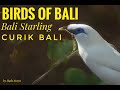 BALI STARLING - JALAK BALI - Birds of Bali - burung hutan