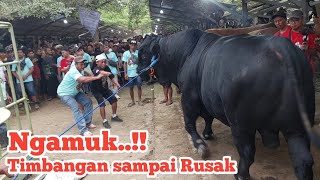 Ngamuk..!! Timbangan sampai Rusak Douglas Sapi Jumbo masih Gagal ditimbang