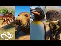 Animal Showcase! All The New Aquatic Pack Animals! | Planet Zoo Aquatic Pack