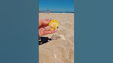 🌞 Digging for Seashells in Warm Sand 🐚✨ Relaxing Beach ASMR