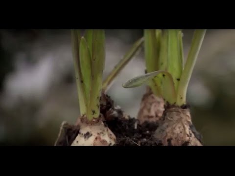 Videó: Az édes alyssum növények gondozása: Hogyan termessünk alyssumot a kertben