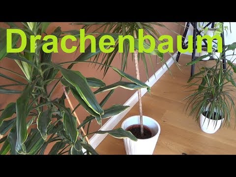 Video: Dracaena: Blattspitzen trocken. Dracaena marginata - häusliche Pflege