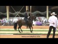 Gran Campeonato Caballos de Paso Fino, Spectrum Internacional 2016