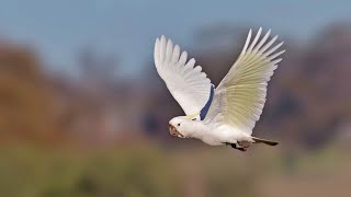 Cockatoo: Sulphur-crested -  part2